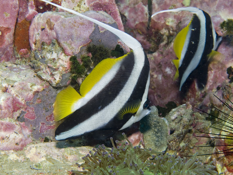 Southwest Pinnacle, Bannerfish